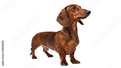 Quadro su tela Portrait of a cute purebred dachshund dog standing alert isolated on transparent
