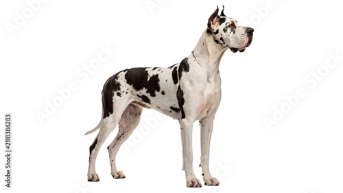 Purebred spotted Great Dane dog standing elegantly isolated on transparent background for pet care store