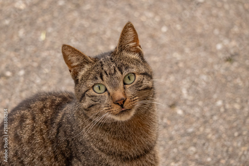 Friendly domestic short-haired tabby cat making eye contact in a detailed close-up portrait.