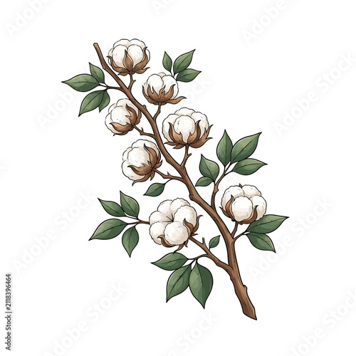 Cotton branch with soft bolls. Botanical illustration of a natural organic cotton plant.