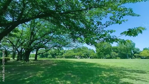 緑の木