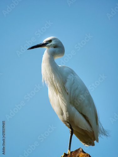 Fotografie A white egret with a celestial vibe standing on a high place