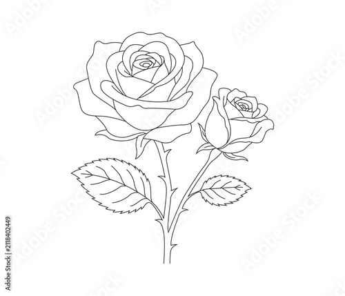 Two roses with stems and leaves depicted as a delicate black line drawing on a white background