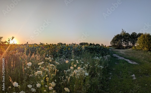 sunset in the field