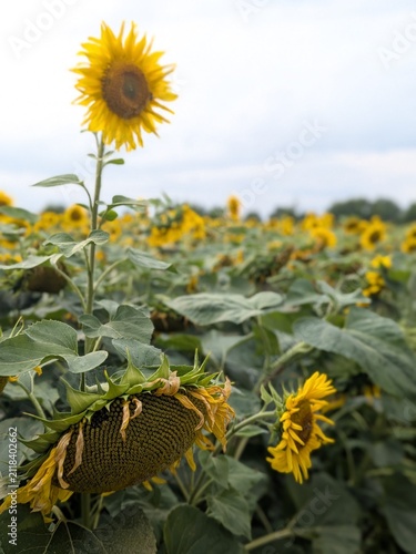 field of sunflowers