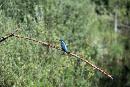 Foto Martin pescatore