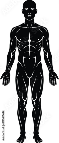 Male Muscular Anatomy Vector Silhouette