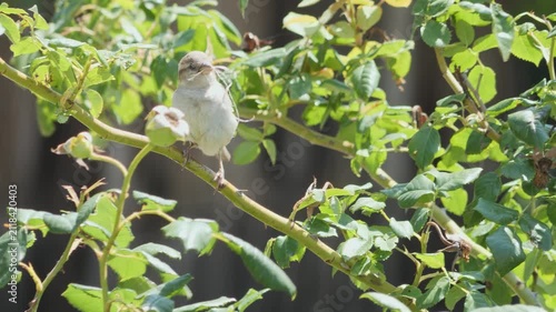 A common garden sparrow balancing on a thorny branch with nesting fiber on a bright afternoon.
