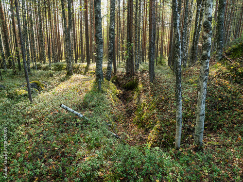 Russia, Republic of Karelia, overgrown WW2 trenches in the forest near the Kola highway between St. Petersburg and Murmansk.