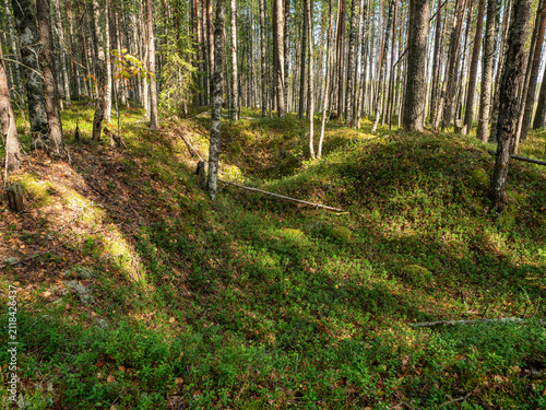 Russia, Republic of Karelia, overgrown WW2 trenches in the forest near the Kola highway between St. Petersburg and Murmansk.