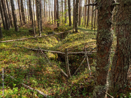 Russia, Republic of Karelia, overgrown WW2 trenches in the forest near the Kola highway between St. Petersburg and Murmansk.