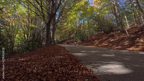 Curving forest road covered with fallen leaves beneath tall trees