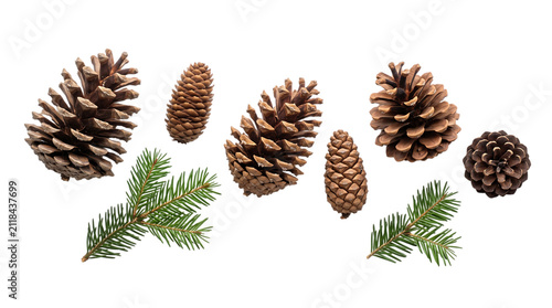 Collection of various pine cones and evergreen fir tree branches isolated on black background