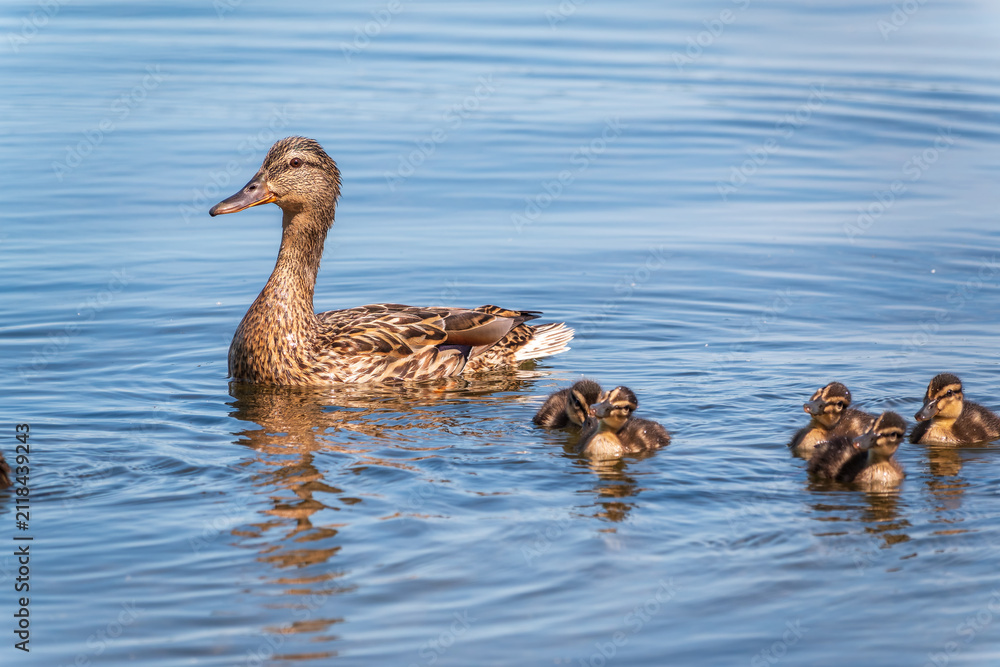 Fototapeta premium A family of ducks, a duck and its little ducklings are swimming in the water. The duck takes care of its newborn ducklings. Mallard, lat. Anas platyrhynchos