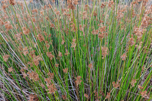 JJuncus effusus. Igusa, soft-rush its elongated stems and seeds.