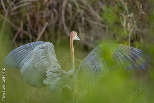 Quadro su tela A Goliath heron (Ardea goliath) at the waters edge with wings spread out