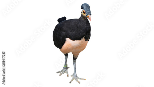 Foto Rare Indonesian Maleo bird macrocephalon maleo isolated on transparent backgroun