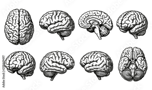 Set of human brain illustrations showing different anatomical angles and views for medical education