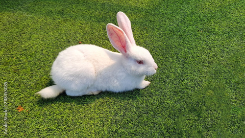 Obraz na plátne A rabbit with soft white fur in the green grass