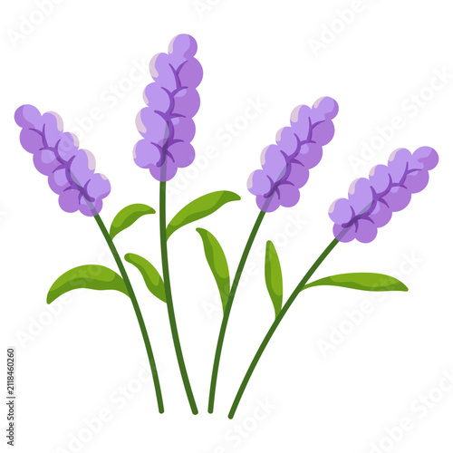 Purple Lavender Stalk Illustration