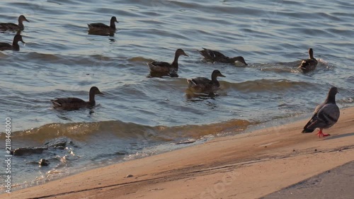 Flock of ducks swimming in choppy lake water near pigeon walking on sandy shore at sunset