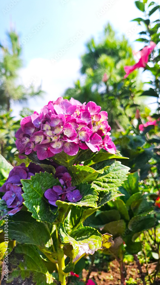 Obraz premium beautiful pink hydrangea flowers under blue sky, summer background