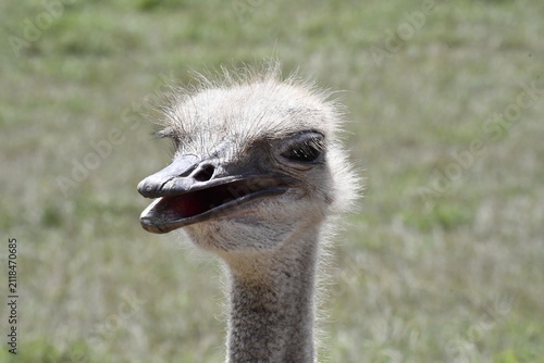 Fotografie Close-up portrait of funny ostrich looking at camera with open beak