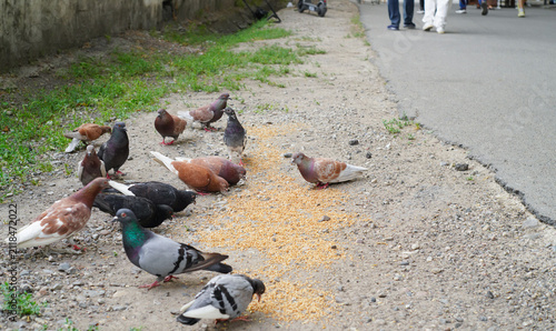 Foto Photo of pedestrian sidewalk, individuals of pigeons, turtle doves, feed quietly with spilled grains of wheat