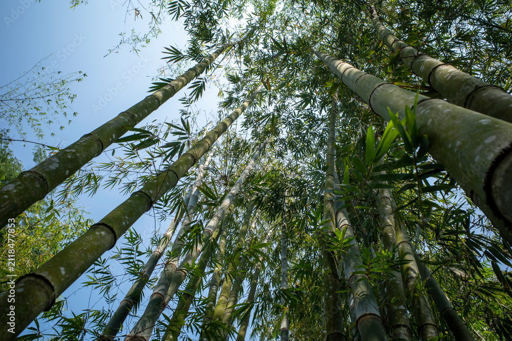 Fototapeta premium Towering bamboo (Bambusa vulgaris) stalks stretch skyward