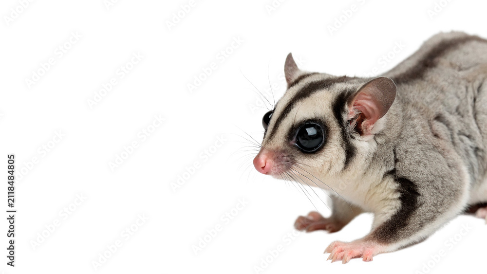 Obraz premium Cute wild small sugar glider marsupial crawling isolated on transparent background
