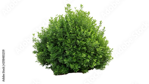 Small round green boxwood bush plant garden element isolated on transparent background