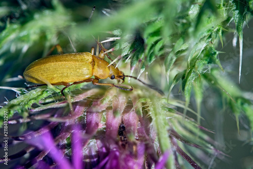 Schwefelkäfer ( Cteniopus sulphureus ).