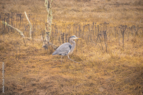 Great Blue Heron in Marshland