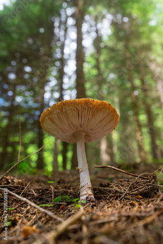 Brown mushrooms in the forest