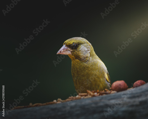 Quadro su tela Greenfinch Feeding on Fallen Woodland Log at Pow Hill Country Park, County Durha