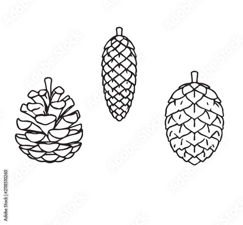 A set of doodle pine cones. Hand-drawn botanical vector illustration. Vector illustration