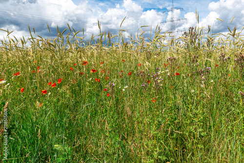 Feldrand mit aufgrund mangelnder Feldrandhygiene in das Feld einwandernde Pflanzen und Unkräuter