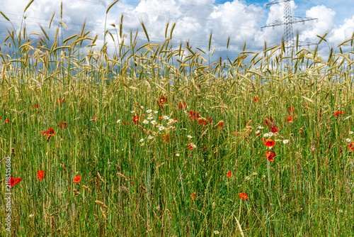 Feldrand mit aufgrund mangelnder Feldrandhygiene in das Feld einwandernde Pflanzen und Unkräuter