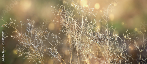 Bild auf Leinwand autumn artistic natural background with dry fluffy grass close up