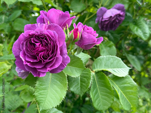 Beautiful roses purple pink blooms in garden