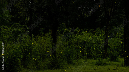Fireflies in forest