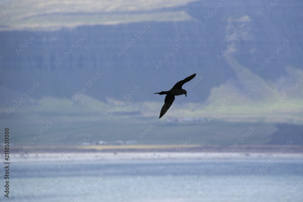 Naklejka premium Seabird in Flight Over Coastal Icelandic Landscape