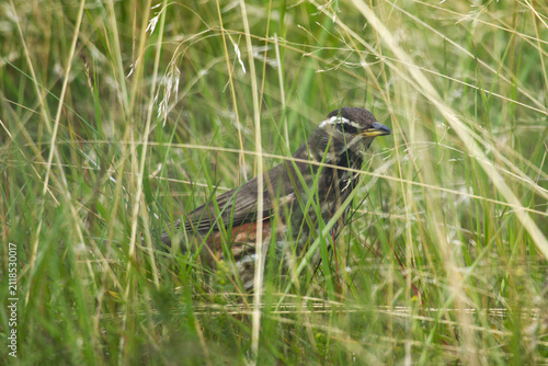 Konstfotografi Redwing Thrush Hiding in Tall Grass in the Icelandic Countryside
