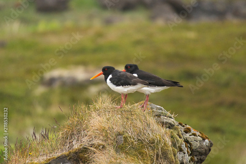 Fotografía Eurasian Oystercatchers Standing Together on a Grassy Rock in Iceland