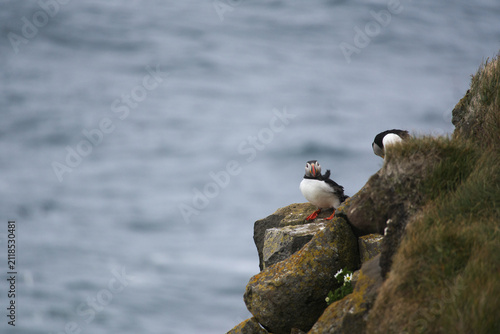 Photography Atlantic Puffins Resting on a Grassy Cliffside Overlooking the Ocean in Iceland