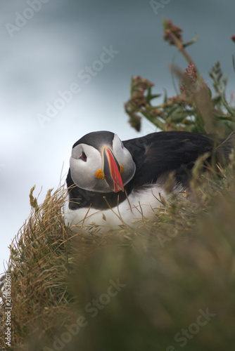 Obraz na płótnie Atlantic Puffin Resting in Coastal Grass on an Icelandic Cliff
