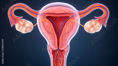 Uterus structure concept , Uterus with transparent walls revealing structural blood vessels and ovaries detailed anatomy view