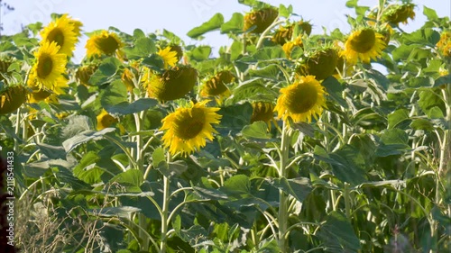 Video of a sunflower in a field