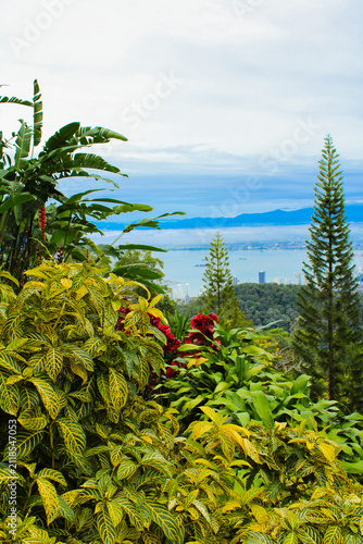 tropical forest with palm trees