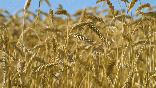 Video of a field of golden wheat